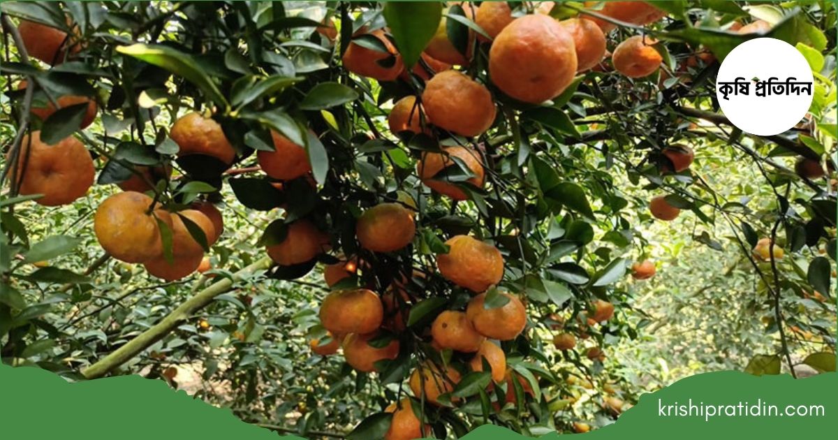 সমতলেই কমলার রাজ্য