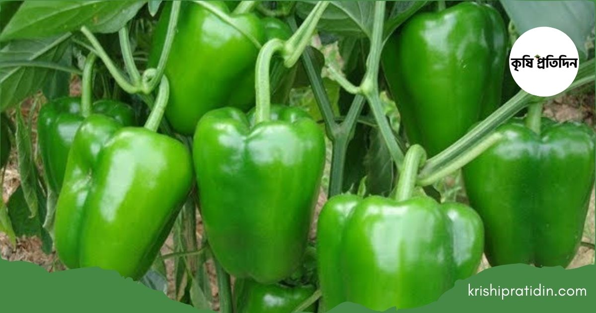 ক্যাপসিকাম চাষ