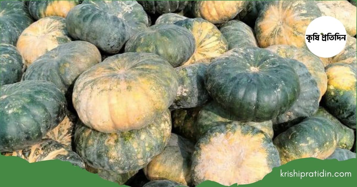 চরাঞ্চলের কুমড়া চাষ