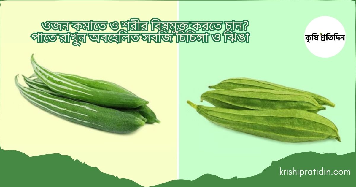 চিচিঙ্গা ও ঝিঙার