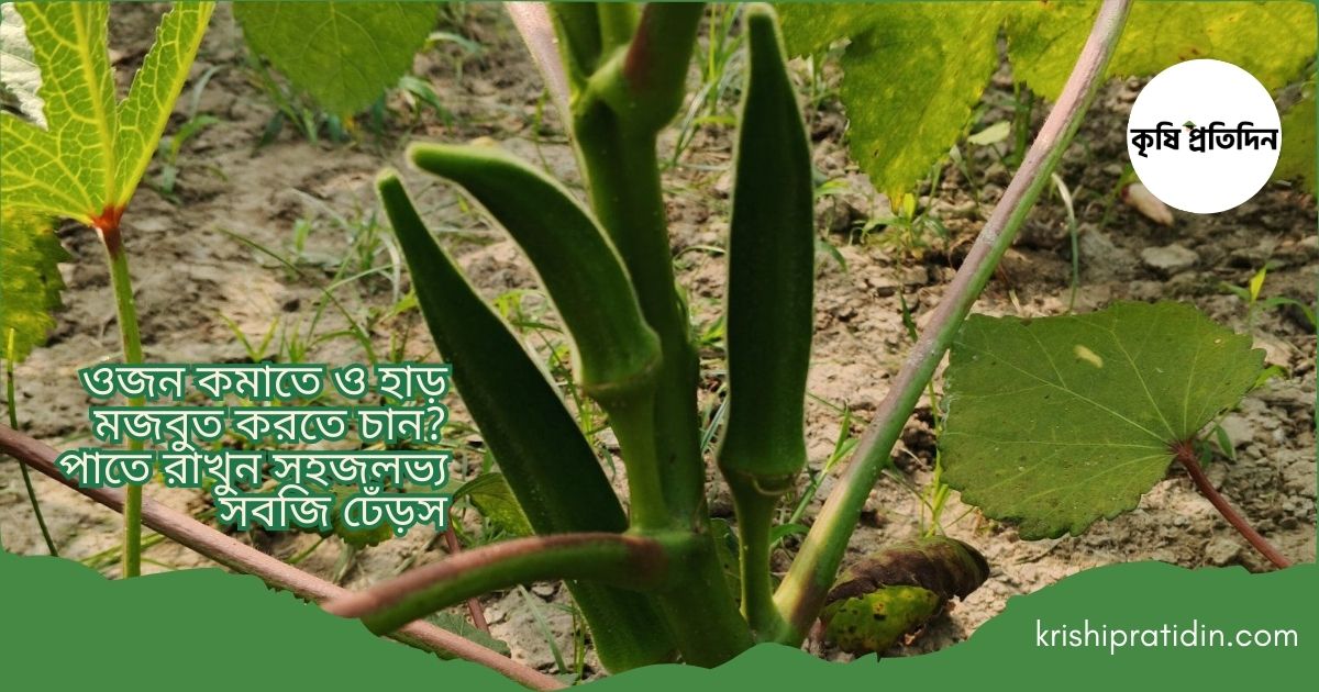 ঢেঁড়সের ১০টি জাদুকরী উপকারিতা