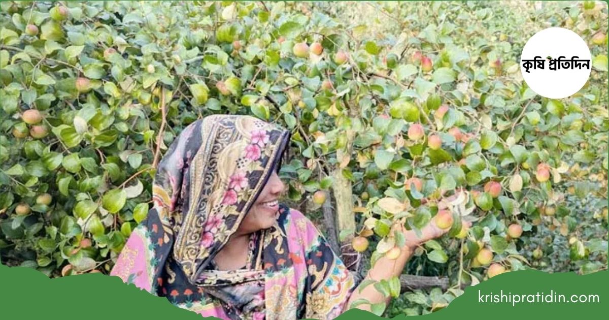 অন্যের বাগানে বরই কিনতে গিয়ে