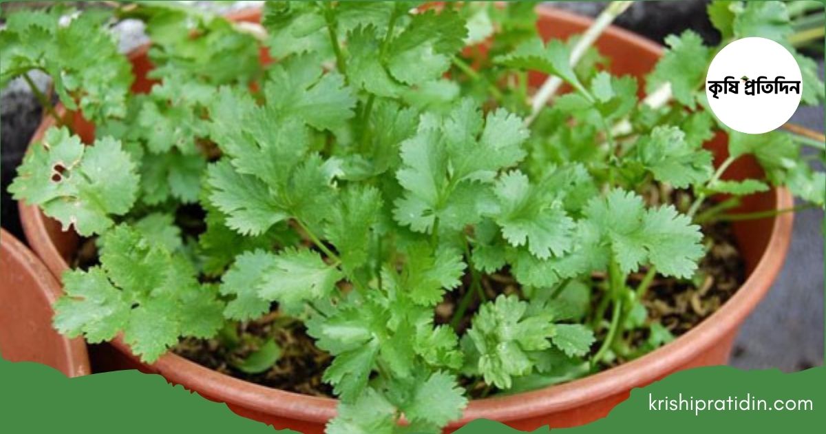 রান্নাঘরেই চাষ