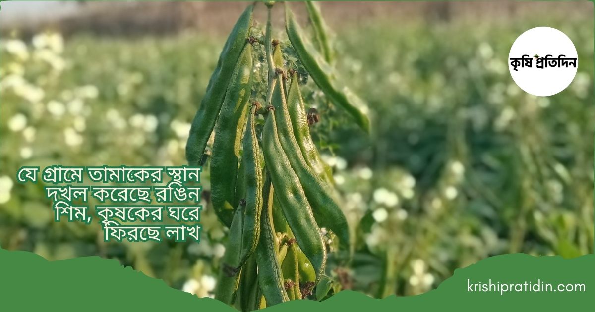 শিম চাষে বদলে গেছে রংপুরের শ্যামগঞ্জ