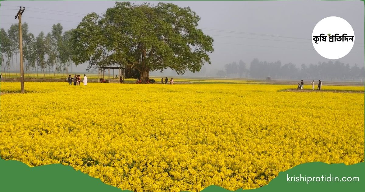 সরিষার বাম্পার ফলন