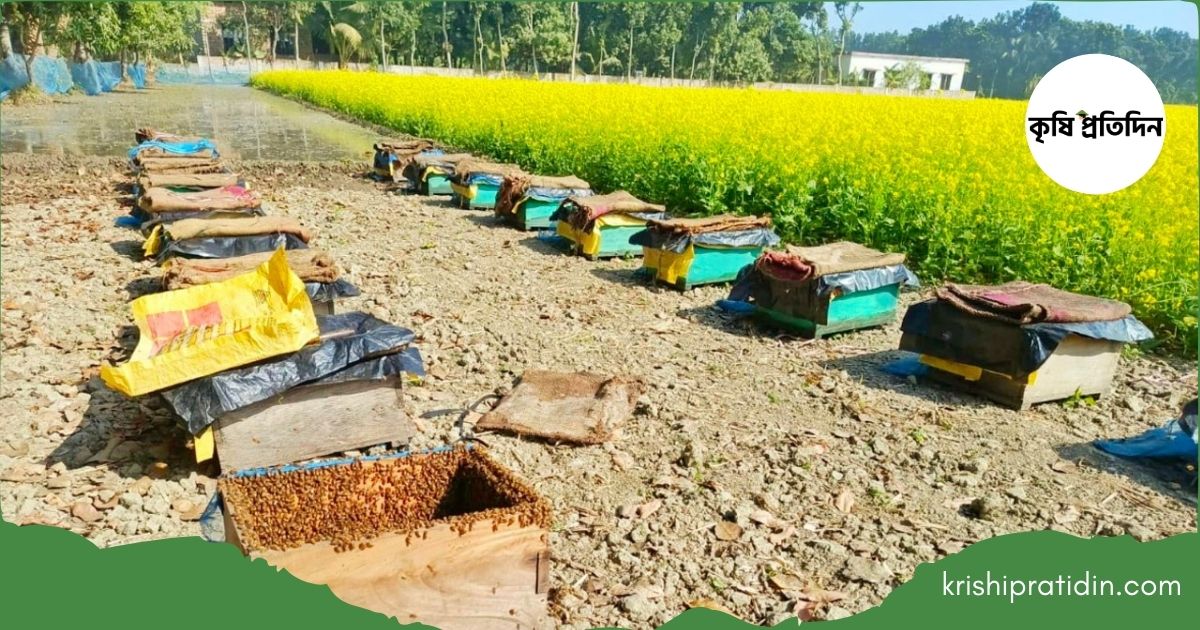 সাতক্ষীরায় সরিষা ও মধু চাষ