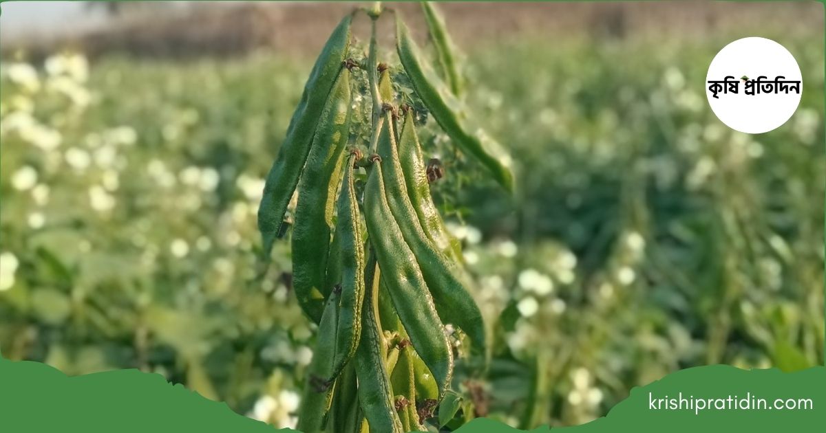 সীতাকুণ্ডে শিমের রাজত্ব